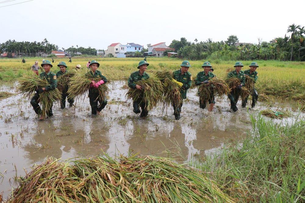 Bộ đội, dân quân dầm mưa giúp dân Quang Ngãi “cứu” lúa - Ảnh 1.