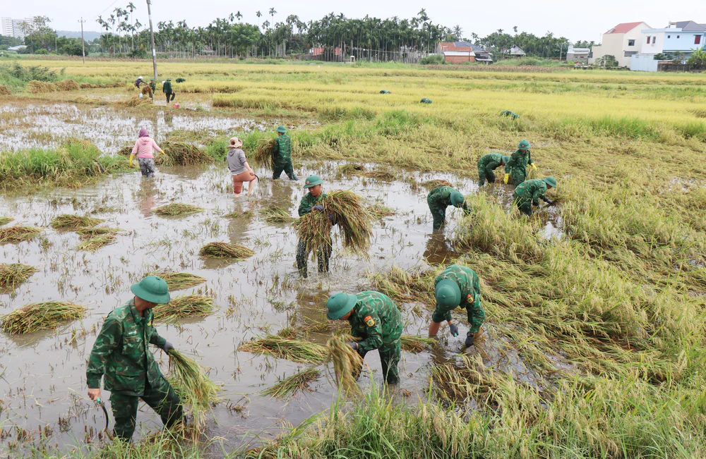 Bộ đội, dân quân dầm mưa giúp dân Quang Ngãi “cứu” lúa - Ảnh 3.