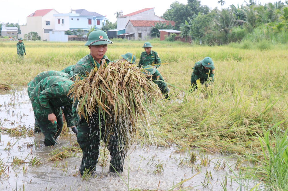 Bộ đội, dân quân dầm mưa giúp dân Quang Ngãi “cứu” lúa - Ảnh 4.