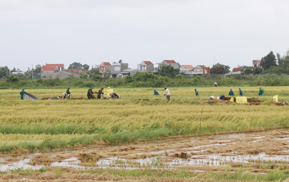 Bộ đội, dân quân dầm mưa giúp dân Quang Ngãi “cứu” lúa - Ảnh 5.