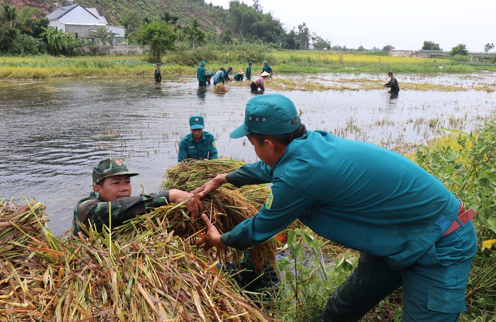 Bộ đội, dân quân dầm mưa giúp dân Quang Ngãi “cứu” lúa - Ảnh 7.