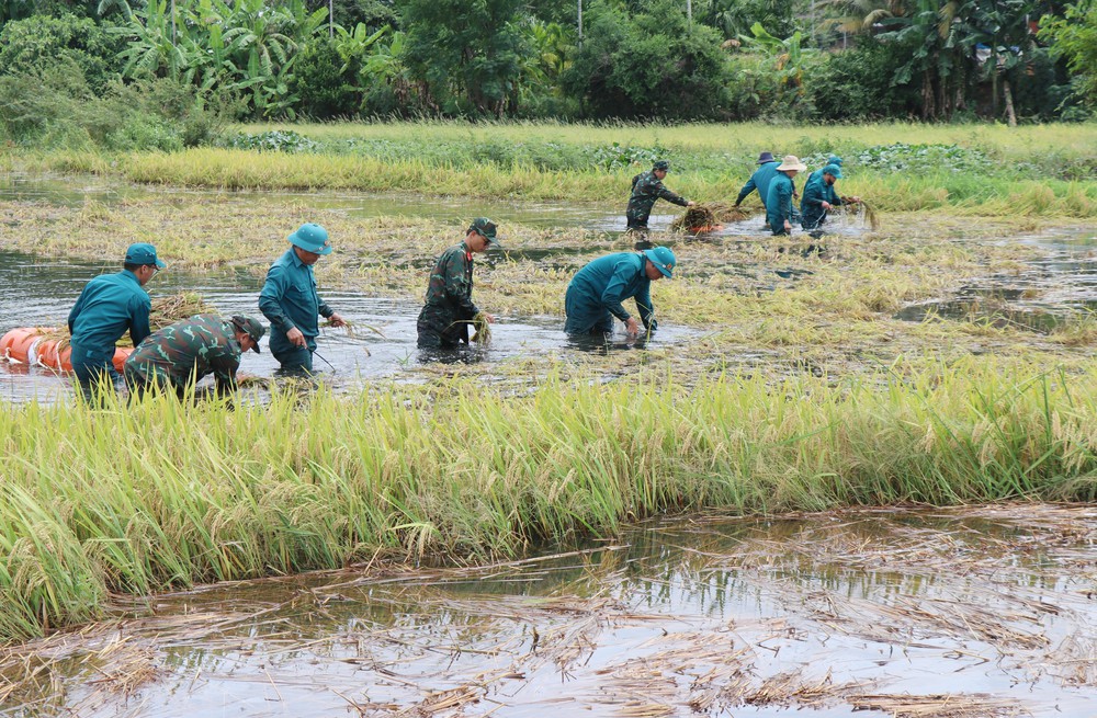Bộ đội, dân quân dầm mưa giúp dân Quang Ngãi “cứu” lúa - Ảnh 9.