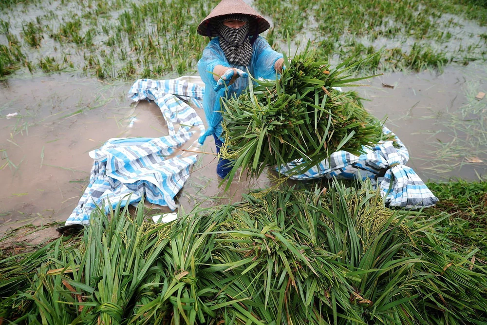 Hà Nội: Nước sông Tích dâng cao, nhiều khu vực xã Kiều Phú ngập sâu - Ảnh 2.