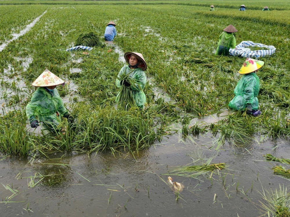 Hà Nội: Nước sông Tích dâng cao, nhiều khu vực xã Kiều Phú ngập sâu - Ảnh 1.