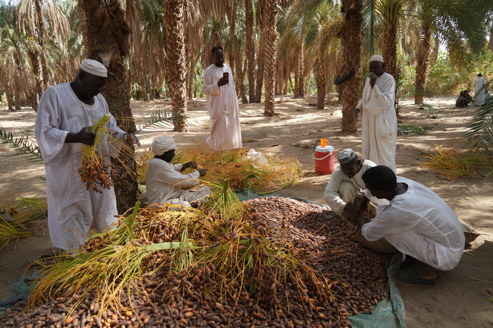 Mùa thu hoạch chà là tại Sudan - Ảnh 5. Mùa thu hoạch chà là tại Sudan - Ảnh 5.