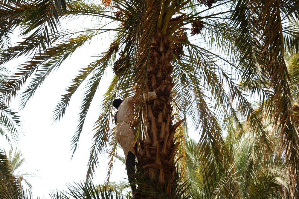 Mùa thu hoạch chà là tại Sudan - Ảnh 1. Mùa thu hoạch chà là tại Sudan - Ảnh 1.