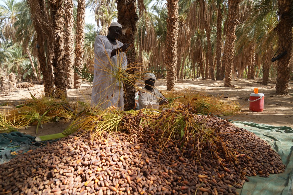Mùa thu hoạch chà là tại Sudan - Ảnh 4. Mùa thu hoạch chà là tại Sudan - Ảnh 4.