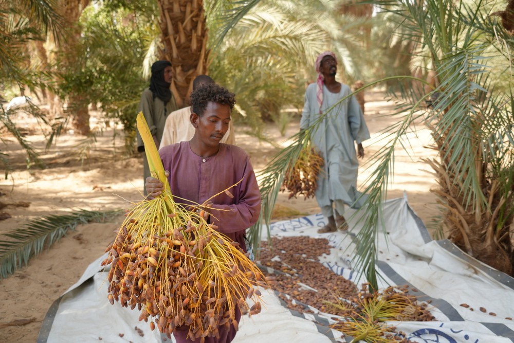 Mùa thu hoạch chà là tại Sudan - Ảnh 3. Mùa thu hoạch chà là tại Sudan - Ảnh 3.