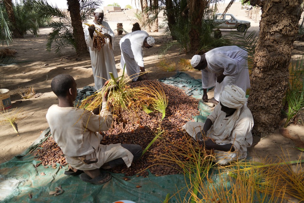 Mùa thu hoạch chà là tại Sudan - Ảnh 6. Mùa thu hoạch chà là tại Sudan - Ảnh 6.