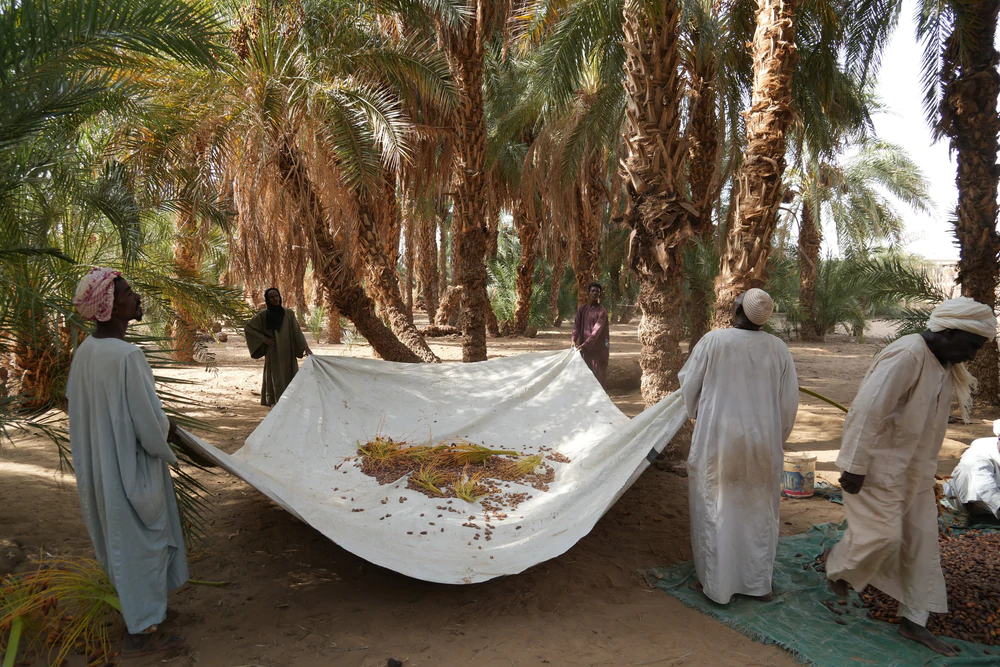 Mùa thu hoạch chà là tại Sudan - Ảnh 2. Mùa thu hoạch chà là tại Sudan - Ảnh 2.
