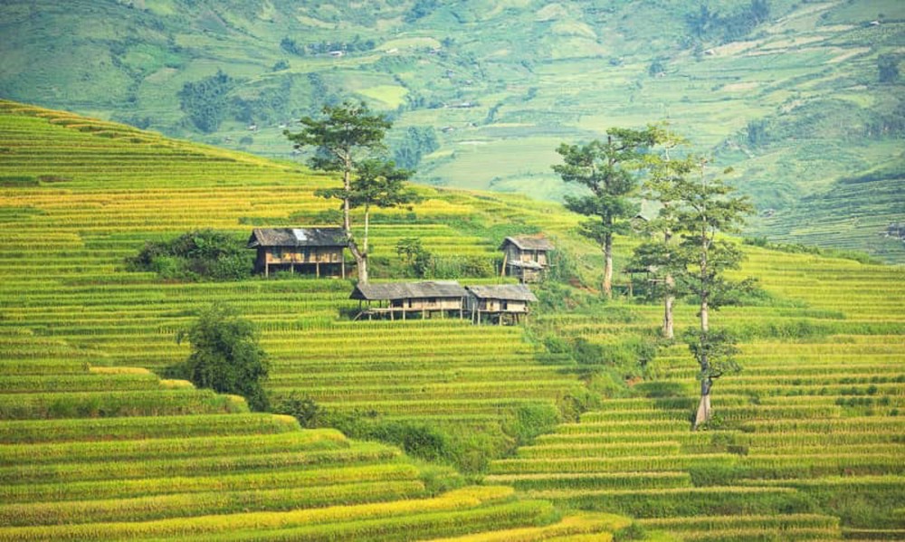 Miền sơn cước giữa mùa vàng Sa Pa qua góc nhìn của nghệ sĩ Việt - Ảnh 3.