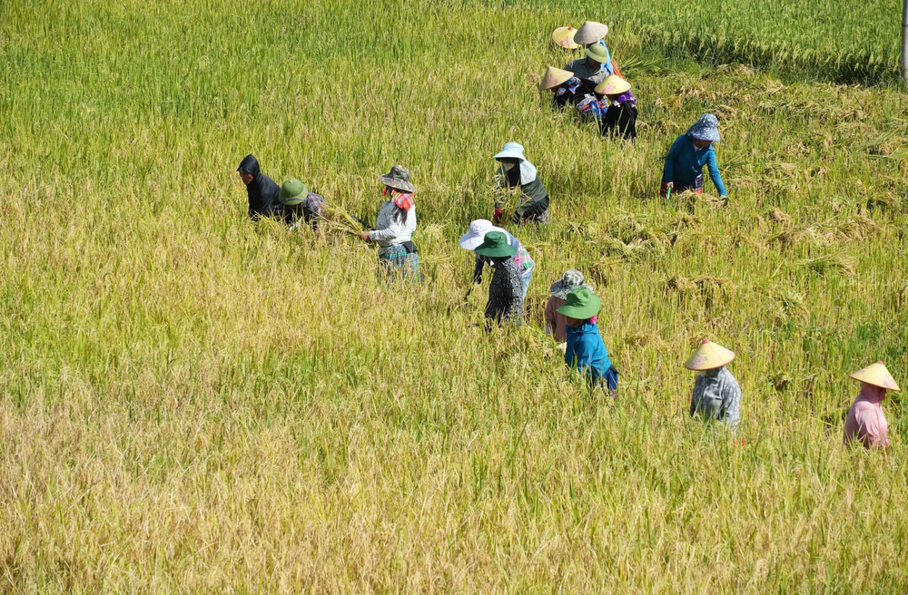Đặc sắc Ngày hội Mùa vàng Tả Lèng - Ảnh 8. Đặc sắc Ngày hội Mùa vàng Tả Lèng - Ảnh 8.