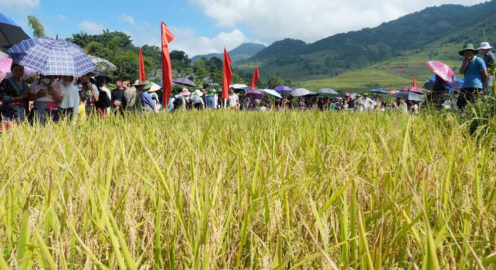 Đặc sắc Ngày hội Mùa vàng Tả Lèng - Ảnh 3. Đặc sắc Ngày hội Mùa vàng Tả Lèng - Ảnh 3.