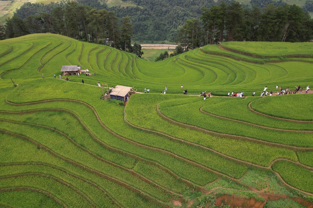 Mùa vàng hút khách ở vùng cao Mù Cang Chải - Ảnh 1. Mùa vàng hút khách ở vùng cao Mù Cang Chải - Ảnh 1.