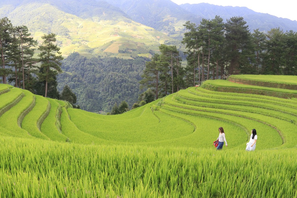 Mùa vàng hút khách ở vùng cao Mù Cang Chải - Ảnh 2. Mùa vàng hút khách ở vùng cao Mù Cang Chải - Ảnh 2.
