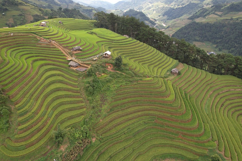 Mùa vàng hút khách ở vùng cao Mù Cang Chải - Ảnh 3. Mùa vàng hút khách ở vùng cao Mù Cang Chải - Ảnh 3.