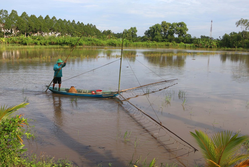 Ruộng đồng Cần Thơ vào mùa lũ - Ảnh 3.