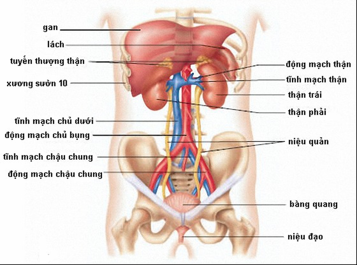 Tĩnh Mạch Chủ Dưới: Tìm Hiểu Chức Năng, Cấu Trúc và Các Bệnh Liên Quan