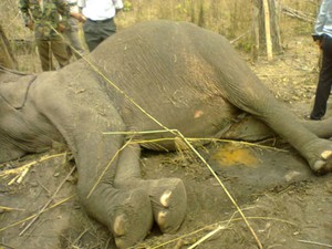 Một con voi nhà bị chết do kiệt sức ở Đắk Lắk