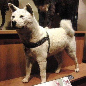 Trước khi ăn thịt chó, hãy đọc về chú chó huyền thoại Hachiko