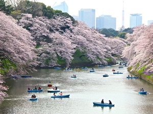 Chùm ảnh du lịch: Nhật Bản đẹp như tranh vẽ trong mùa hoa anh đào