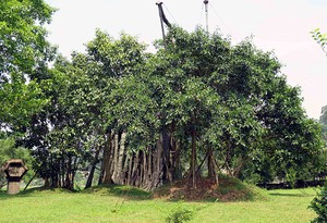Hành trình duy trì sự sống cho Cây đa Tân Trào