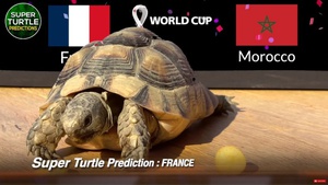 3 'thú tiên tri' dự đoán kết quả các trận bán kết World Cup thế nào?