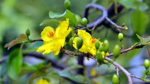Hoa mai vàng - nét Xuân phương Nam