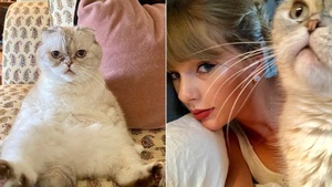 Mèo của Taylor Swift là thú cưng giàu thứ 3 thế giới với khối tài sản siêu khủng