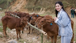 Á hậu Phương Nhi trao tặng 20 con bò cho nông dân nghèo