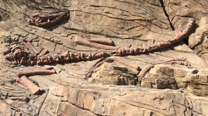 Trung Quốc phục hồi hóa thạch khủng long có niên đại hơn 130 triệu năm