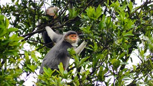Bảo tồn, phát triển hệ sinh thái rừng trên bán đảo Sơn Trà