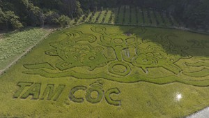 Độc đáo bức tranh 'Lý ngư vọng nguyệt' trên cánh đồng lúa tại Ninh Bình