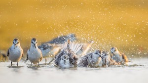 Cuộc sống sau ống kính: Mùa chim nước đầu tiên và chiếc 'tripod chảo'