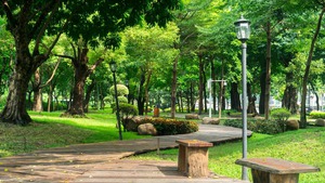 Chào tuần mới: Mảng xanh giữa nắng nóng