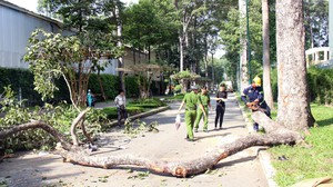 Vụ nhánh cây lớn bất ngờ gãy: Xác định 2 người tử vong, 3 người bị thương