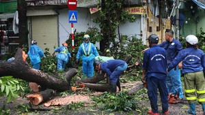 Hà Nội tập trung lực lượng thu dọn, khôi phục cây xanh gãy đổ do bão số 3