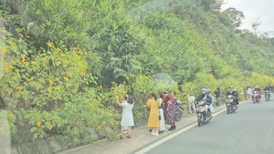 Vườn quốc gia Ba Vì thu hút đông du khách ngắm hoa dã quỳ nở rộ