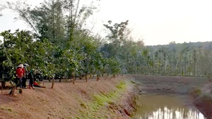 Hai học sinh đuối nước, tử vong trong ao chứa nước tưới cà phê 