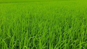 Chữ và nghĩa: "... chồng lúa chiêm"