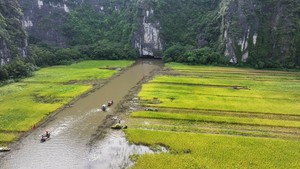 Mùa vàng trên cánh đồng Tam Cốc