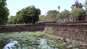 Sen Huế khoe sắc