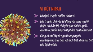 Thông tin về dịch bệnh do vi rút Nipah và khuyến cáo phòng chống tại Việt Nam