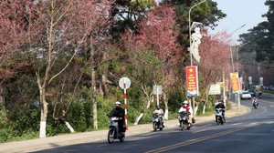 Ra mắt không gian thưởng lãm hoa mai anh đào trên trục di sản của Đà Lạt