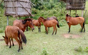 Vó ngựa Mường Lống: Chút tình xưa còn vương nơi cổng trời