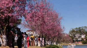 Mùa hoa mai anh đào Đà Lạt – mùa lễ hội của nhân dân