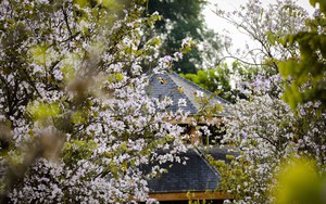 Hoa ban bung nở trên phố núi Điện Biên