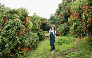 Kết nối các vườn vải đẹp, quảng bá những điểm đến nổi bật tại Bắc Ninh