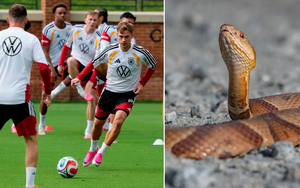 Rắn độc xâm nhập khu đóng quân World Cup 2026 của tuyển Đức, Kimmich lo bị giẫm phải