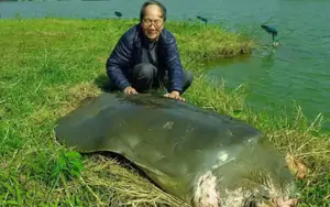"Nhà rùa học" PGS.TS Hà Đình Đức qua đời ở tuổi 86